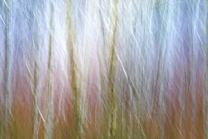 USA, Washington State, Seabeck. Alder forest abstract
