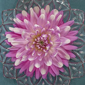 Bowl Prints: USA, Washington State, Seabeck. Pink dahlia in crystal bowl