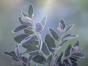 Silver Prints: USA, Washington State, Seabeck. Senecio leaves close-up