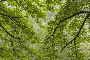 USA, Washington State, Seabeck. Bigleaf maple trees in Anderson Landing County Park