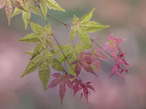 Images Dated 4th October 2021: USA, Washington State, Seabeck. Japanese maple branch close-up