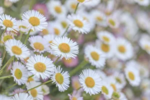 USA, Washington State, Seabeck. Close-up of Santa Barbara daisies