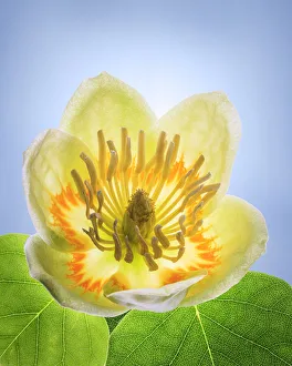 Images Dated 4th October 2021: USA, Washington State, Seabeck. Tulip poplar blossom close-up