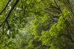 USA, Washington State, Seabeck. Bigleaf maple trees in Anderson Landing County Park