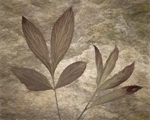 Painterly Prints: USA, Washington State, Seabeck. Peony leaves close-up