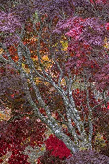 USA, Washington State, Seabeck. Japanese maple tree in autumn