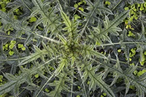 Weed Prints: USA, Washington State, Seabeck. Close-up of thistle plant