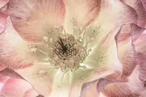 Images Dated 4th October 2021: USA, Washington State, Seabeck. Hellebore blossom close-up