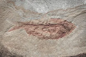 USA, Washington State, Seabeck. Close-up of fish fossil