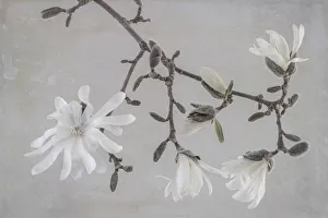 Stem Prints: USA, Washington State, Seabeck. Close-up of white magnolia blossoms