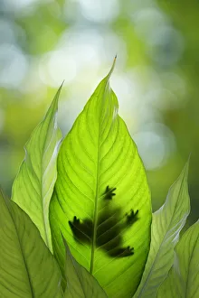 Backlit Prints: USA, Washington State, Seabeck. Composite of frog on leaf