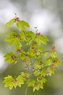 Images Dated 4th October 2021: USA, Washington State, Seabeck. Vine maple branch in spring