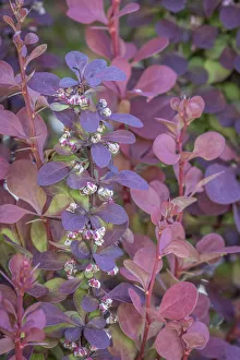 USA, Washington State, Seabeck. Barberry bush leaves and flowers