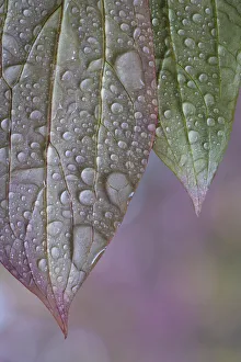 Raindrop Prints: USA, Washington State, Seabeck. Raindrops on peony leaves