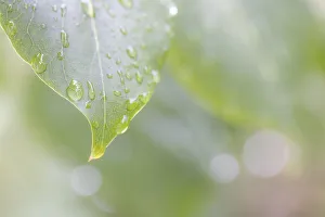 Raindrop Prints: USA, Washington State, Seabeck. Raindrops on lilac leaf