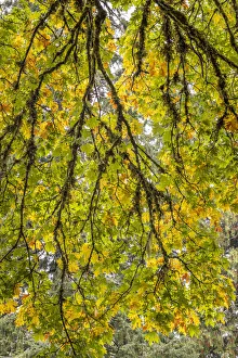 Images Dated 1st November 2021: USA, Washington State, Seabeck. Looking up at bigleaf maple branches