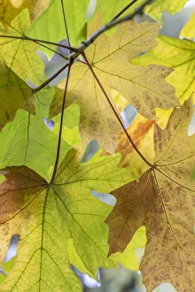 Images Dated 1st November 2021: USA, Washington State, Seabeck. Bigleaf maple leaves close-up in autumn