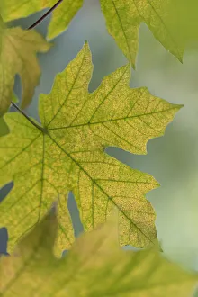 Images Dated 1st November 2021: USA, Washington State, Seabeck. Bigleaf maple leaves close-up in autumn