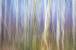 Alder Prints: USA, Washington State, Seabeck. Alder forest abstract