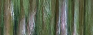 Images Dated 1st November 2021: USA, Washington State, Seabeck. Forest fantasy panoramic in Guillemot Cove Nature Preserve