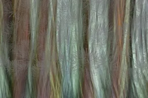 Images Dated 1st November 2021: USA, Washington State, Seabeck. Forest fantasy composite in Guillemot Cove Nature Preserve