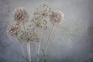 Images Dated 1st November 2021: USA, Washington State, Seabeck. Allium seed heads close-up