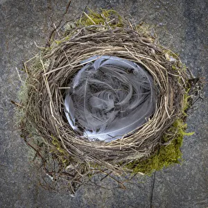 Images Dated 1st November 2021: USA, Washington State, Seabeck. Close-up of bird nest padded with feathers