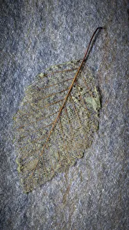 Alder Prints: USA, Washington State, Seabeck. Skeletonized alder leaf on rock