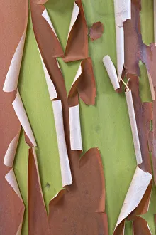 Lime Green Prints: USA, Washington State, Seabeck. Peeling madrone tree bark