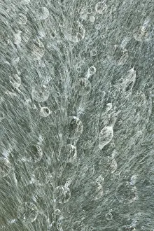 Raindrop Prints: USA, Washington State, Seabeck. Raindrops on a lambs ear leaf