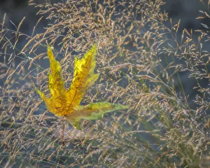 Images Dated 1st November 2021: USA, Washington State, Seabeck. Autumn bigleaf maple leaf caught in grasses