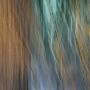 Aqua Prints: USA, Washington State, Seabeck. Abstract of tree trunk and limbs