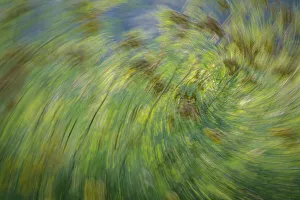 Twist Prints: USA, Washington State, Seabeck. Abstract of tansy plant