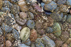 Images Dated 1st November 2021: USA, Washington State, Seabeck. Skeletonized leaf on beach rocks