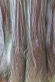 Images Dated 1st November 2021: USA, Washington State, Seabeck. Forest fantasy composite in Guillemot Cove Nature Preserve