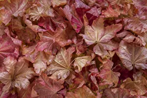 USA, Washington State, Seabeck. Vine maple leaves in autumn