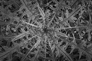 Weed Prints: USA, Washington State, Seabeck. Black and white close-up of thistle plant