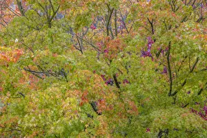 USA, Washington State, Seabeck. Japanese maple tree in autumn