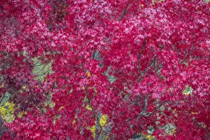 Images Dated 1st November 2021: USA, Washington State, Seabeck. Japanese maple tree in autumn