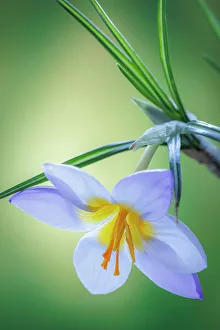 Crocus Prints: USA, Washington State, Seabeck. Crocus blossom in spring