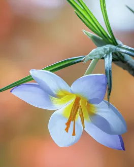Images Dated 23rd November 2022: USA, Washington State, Seabeck. Crocus blossom in spring