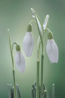 USA, Washington State, Seabeck. Buds of snowdrop flowers