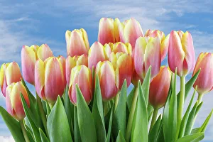 Bunch Prints: USA, Washington State, Seabeck. Red and yellow tulips in bloom