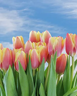 Images Dated 23rd November 2022: USA, Washington State, Seabeck. Red and yellow tulips in bloom