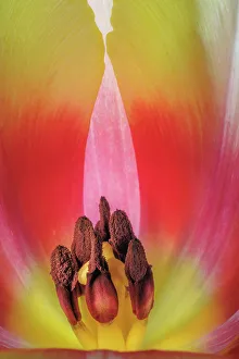 Images Dated 19th December 2022: USA, Washington State, Seabeck. Stamen in red and yellow tulip blossom