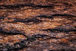 Images Dated 19th December 2022: USA, Washington State, Seabeck. Douglas fir bark close-up