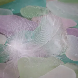 Images Dated 23rd November 2022: USA, Washington State, Seabeck. Feather and beach glass close-up