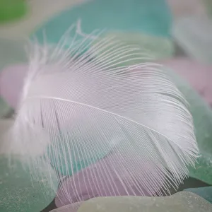 Images Dated 20th October 2022: USA, Washington State, Seabeck. Feather and beach glass close-up