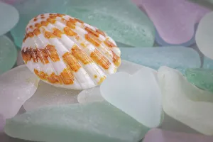 Images Dated 19th December 2022: USA, Washington State, Seabeck. Seashell and beach glass