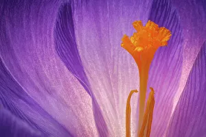 Stamen Prints: USA, Washington State, Seabeck. Purple crocus blossom close-up